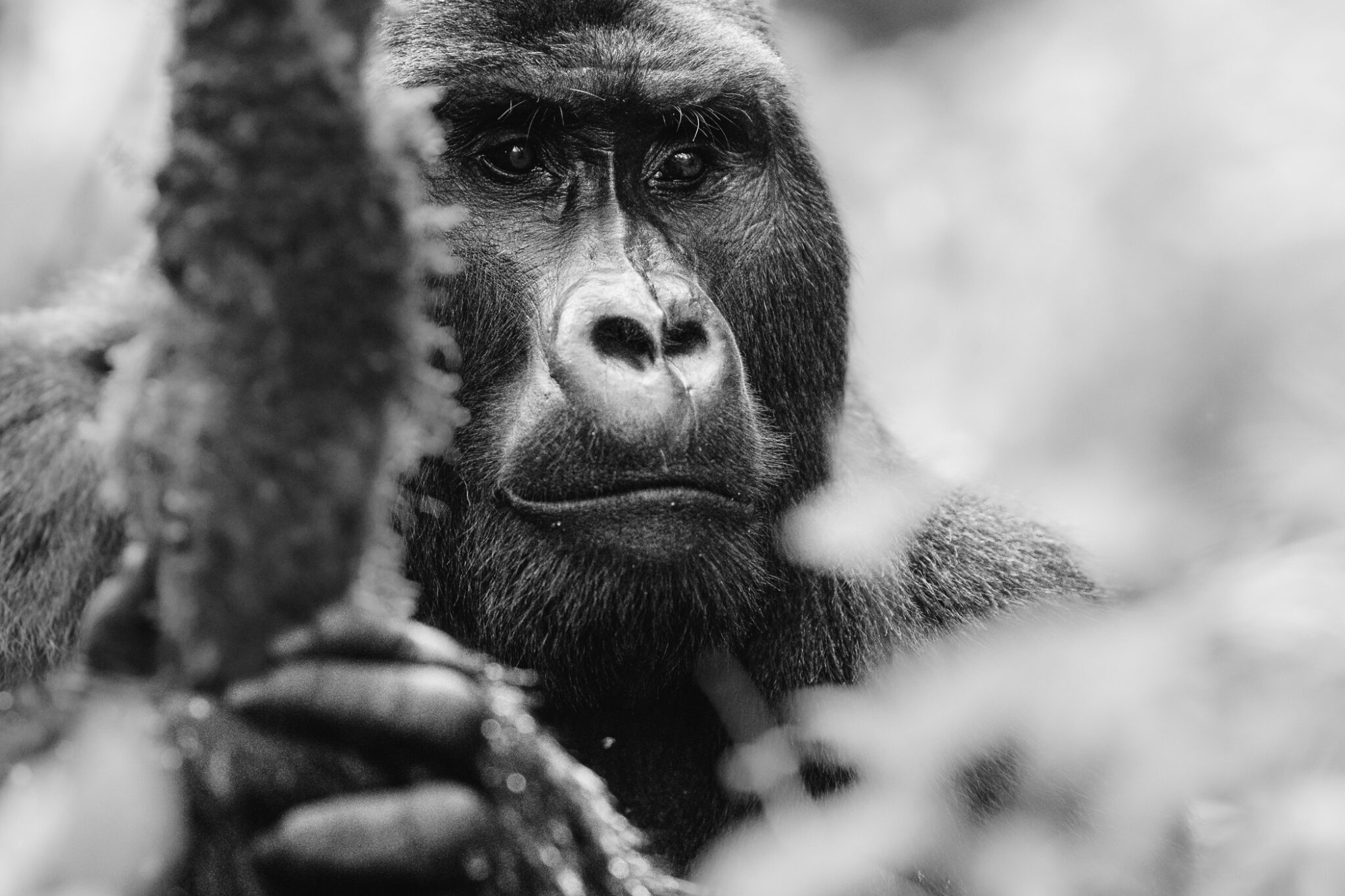 Silverback gorilla in Bwindi Impenetrable Forest in Uganda